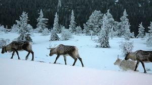 История финских компьютерных игр